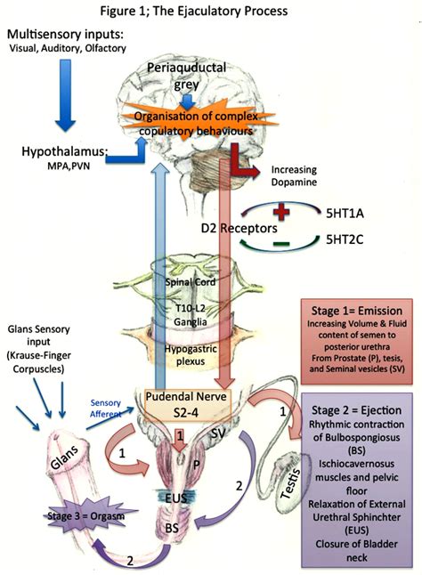 ejaculation intrene